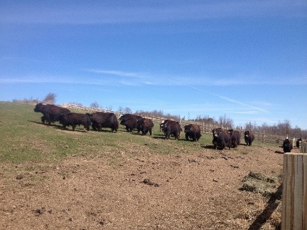 herd in pasture small