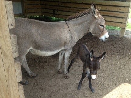 momma and baby donkey small