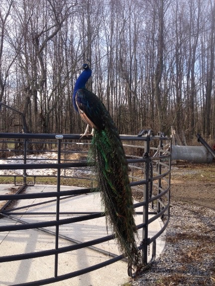 peacock on chute small