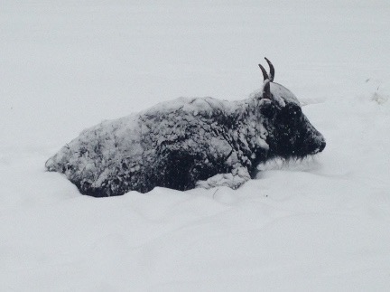 snow encrusted yak small
