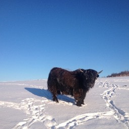 snowy hill yak small