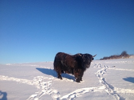 snowy hill yak small