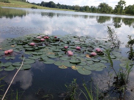 water lillies small