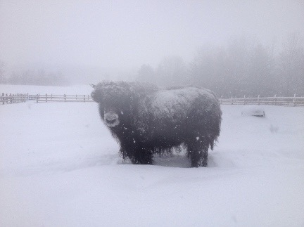 winter weather yak small