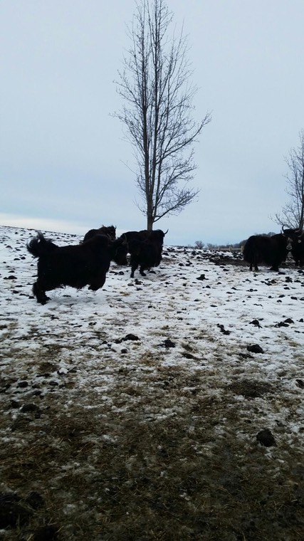 yak on the hill in winter
