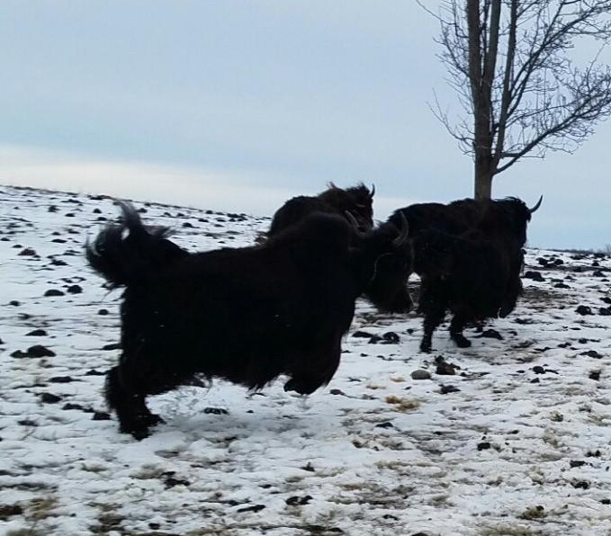 yaks kicking up